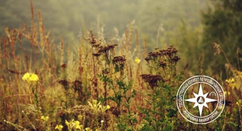 Двое мужчин потерялись в Башкирии во время сбора лечебных трав