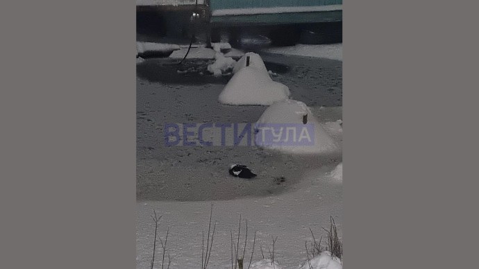В Центральном парке Тулы спасли замерзающую утку