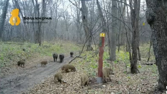 В Башкирии в объектив фотоловушки попало стадо кабанов В Башкирии в объектив фотоловушки попало стадо кабанов