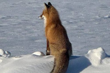 В Ивановском округе амурчане встретили лису