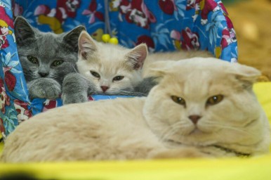 ВЦИОМ: Домашние животные помогают снять усталость четверти россиян