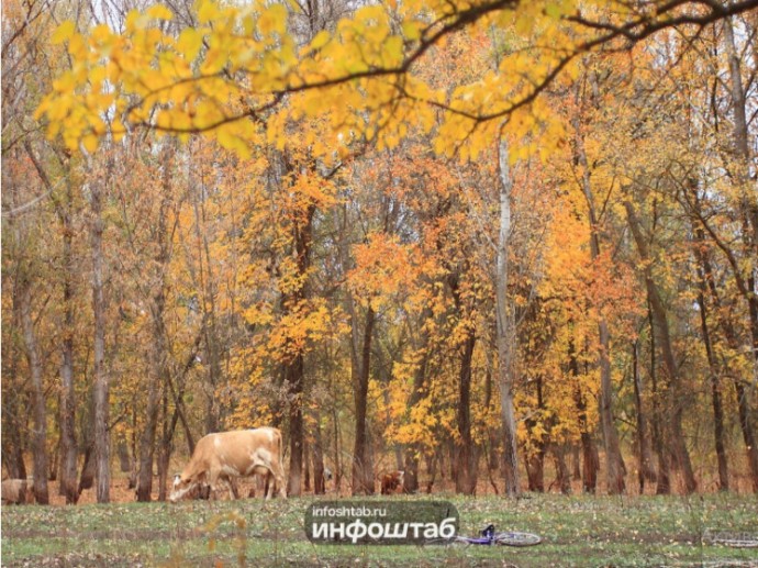 177 нарушений: в Астраханской области 1 ноября отменяют лесные запреты