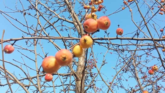 Что нужно сделать жителям Башкирии в ноябре в саду — эксперт Что нужно сделать жителям Башкирии в ноябре в саду — эксперт