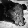Врачи не смогли спасти семимесячного гималайского медвежонка в Приморье