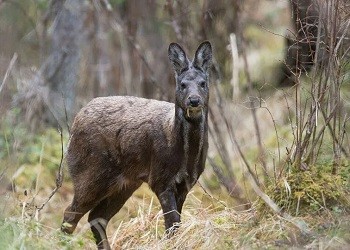 «Клыкастых оленей» разрешили добывать охотникам в Приамурье