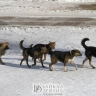 На юге Бурятии приступили к отлову безнадзорных собак