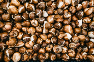 В столице приступили к высадке 15 миллионов тюльпанов