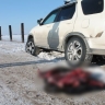 В Иркутской области браконьеры получили условный срок