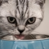 Можно смело брать – он из мяса: Роскачество составило список лучших кормов для животных