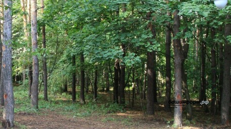В Уфе двое детей ушли в лес и пропали