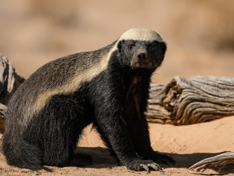 Размером с лису, а наглости — как у тигра: грабит львов, ворует мёд и смеётся в лицо кобре