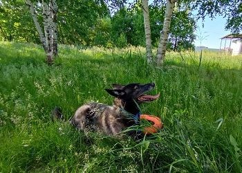 Раки застрянут в болоте грязной работы, Козерогов будут донимать советами