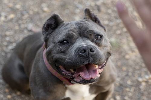 Амурчанин оштрафован за выгул бойцовской собаки без намордника и поводка Амурчанин оштрафован за выгул бойцовской собаки без намордника и поводка