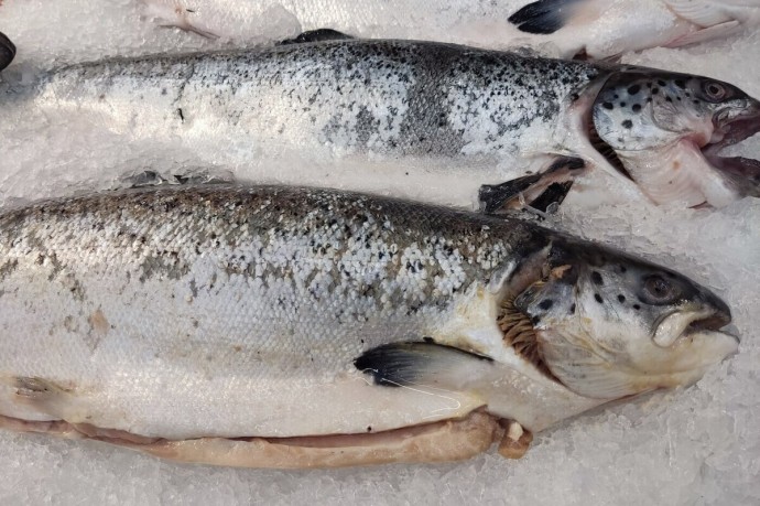 В Калининградскую область завезли свыше 800 тонн рыбы В Калининградскую область завезли свыше 800 тонн рыбы