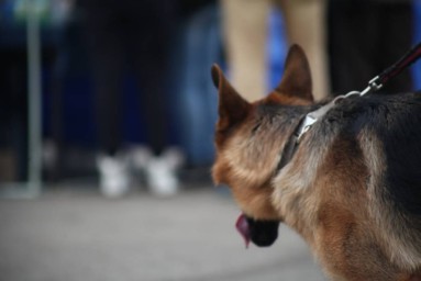 ​Дело о нападении бойцовских собак на мужчину в Перми заинтересовало Александра Бастрыкина