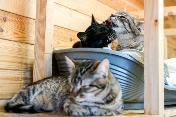 Вместе в Новый год: как работают городские приюты для животных в каникулы