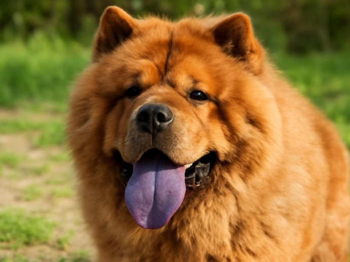 Воспитание влияет на характер пса сильнее породы — эксперты Воспитание влияет на характер пса сильнее породы — эксперты