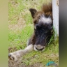 В зоопарке «Орто-Дойду» выбрали имя для детёныша овцебыка