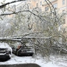 Права и ответственность деревьев в городах