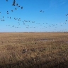 В Приамурье журавли начали собираться на кукурузных полях
