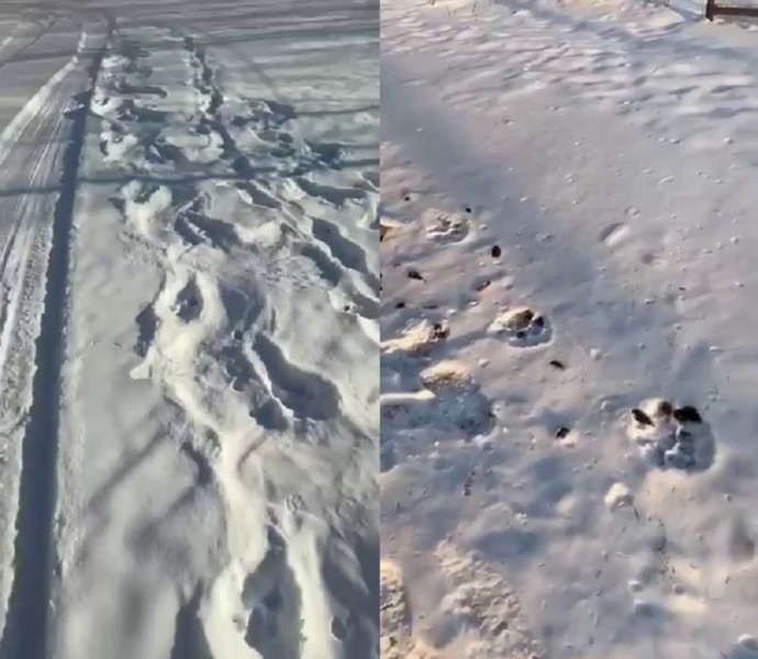 Очередной тигр вышел к людям в Приморье. Теперь в Дальнегорске