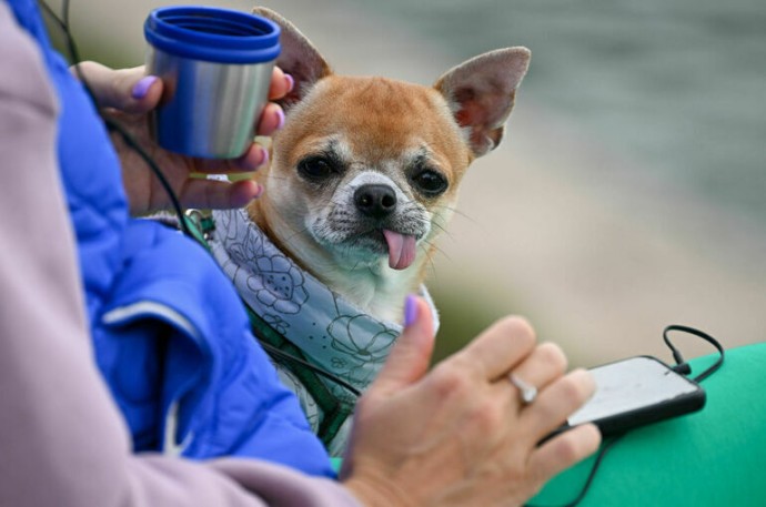 Потерявшихся собак и кошек найдут по чипу Потерявшихся собак и кошек найдут по чипу
