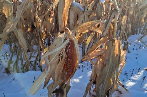 Японские журавли облюбовали кукурузное поле в Приамурье