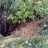 Собака провалилась в огромную яму на съезде к морю на юге Сахалина