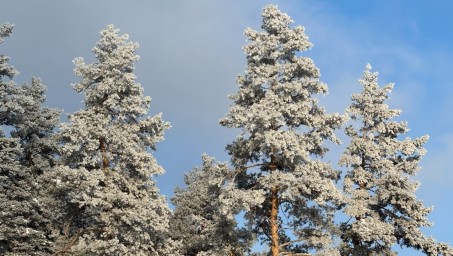 Аномальное тепло или лютые морозы: какая зима ожидается в Башкирии