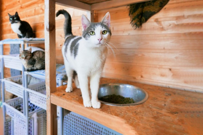 Найти четвероногого друга из городского приюта можно в сервисе «Моспитомец» Найти четвероногого друга из городского приюта можно в сервисе «Моспитомец»