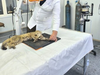 Дальневосточный лесной кот борется за жизнь в Приморье