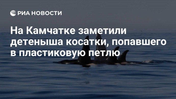 На Камчатке заметили детеныша косатки, попавшего в пластиковую петлю