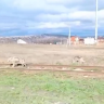 Под Уфой заметили волков