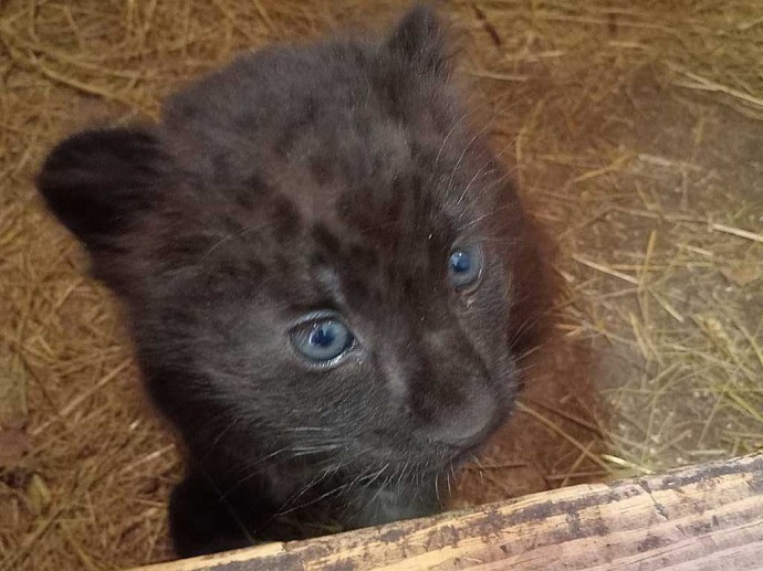 В зоопарке Белгорода поселится пантера