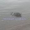 Во Владивостоке в районе Седанки нашли птицу-двойника пингвина