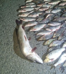 В Башкирии рыбаков, ловивших рыбу сетями, «поймали» сотрудники ГАИ