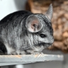 Московский суд запретил объявления о продаже шиншилл из-за их вымирания