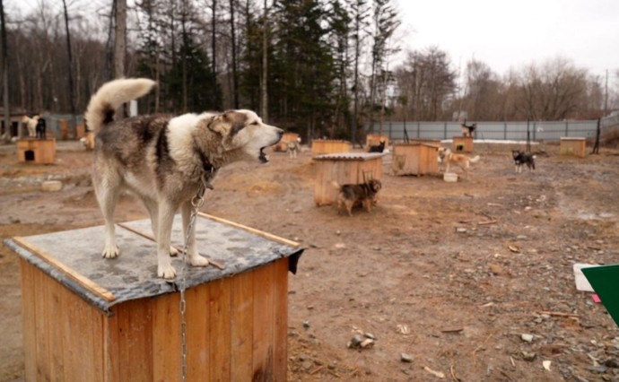 "Мы наложили штрафы на оба приюта": как контролируют содержание собак в Южно-Сахалинске "Мы наложили штрафы на оба приюта": как контролируют содержание собак в Южно-Сахалинске