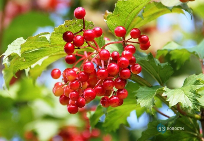 Погода для жителей Великого Новгорода, Боровичей и Старой Руссы с 1 по 7 сентября Погода для жителей Великого Новгорода, Боровичей и Старой Руссы с 1 по 7 сентября