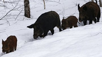 Суд не стал возмещать штраф за неудачную охоту с выстрелом не в того кабана Суд не стал возмещать штраф за неудачную охоту с выстрелом не в того кабана