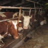 Россельхознадзора напомнил об опасности утечки побочных продуктов животноводства в период паводка