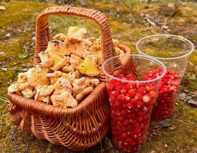 Магнитогорцы начали собирать грибы