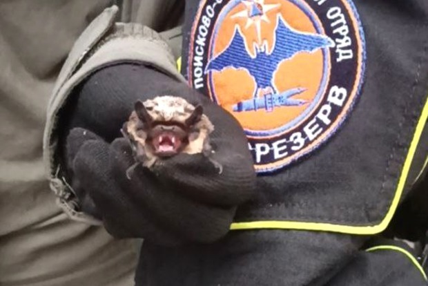 В Москве летучая мышь залетела в окно квартиры на 45-м этаже В Москве летучая мышь залетела в окно квартиры на 45-м этаже