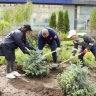 Администрация, бизнес и школьники объединились для озеленения центра города