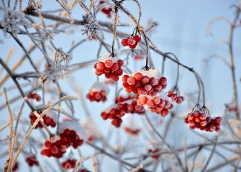 На севере Амурской области похолодает до -22°