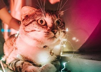 Планы Раков рухнут под потоком случайностей, для Скорпионов будут открыты все двери Планы Раков рухнут под потоком случайностей, для Скорпионов будут открыты все двери