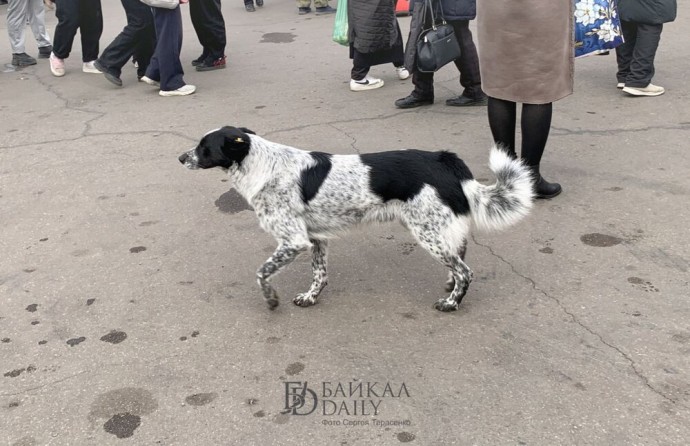 В Улан-Удэ устроят облавы на бродячих собак