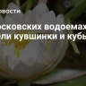 На московских водоемах зацвели кувшинки и кубышки