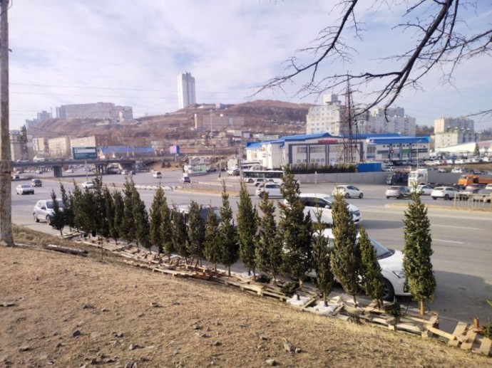 Штрафы вырастут в разы: во Владивостоке ужесточат наказание за нелегальную торговлю елями