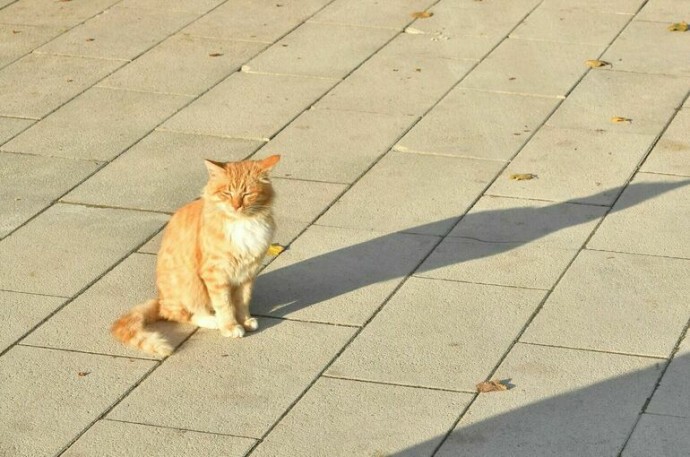 Температура выше нормы сохранится в Москве на длинных ноябрьских выходных